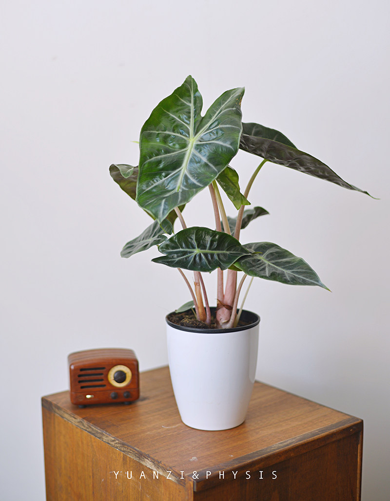 院子的优惠券大全—physis粉龙海芋ins网红室内绿植物热带雨林盆栽