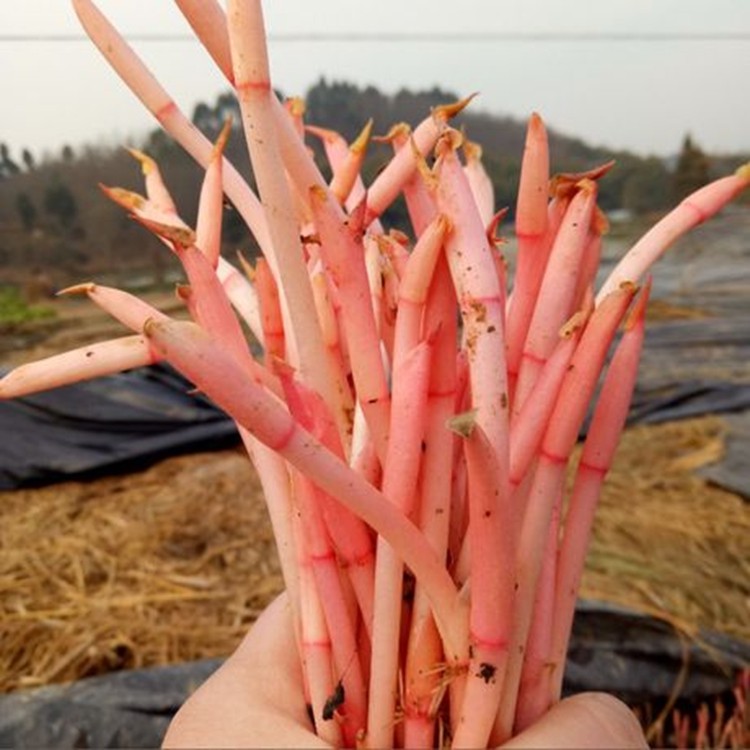 湖北新鲜嫩芽折耳根小苗带泥鱼腥草