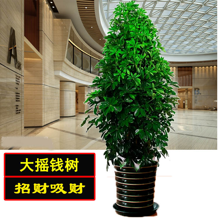 【天津满199送货】摇钱树发财树大绿植开业送礼净化空气植物