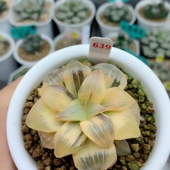 639号糊斑红纹寿锦多肉植物