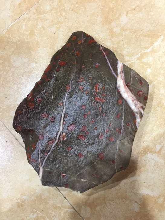 贵州安顺紫云红梅石古生物厥类化石自然形成的红色斑点扁布全