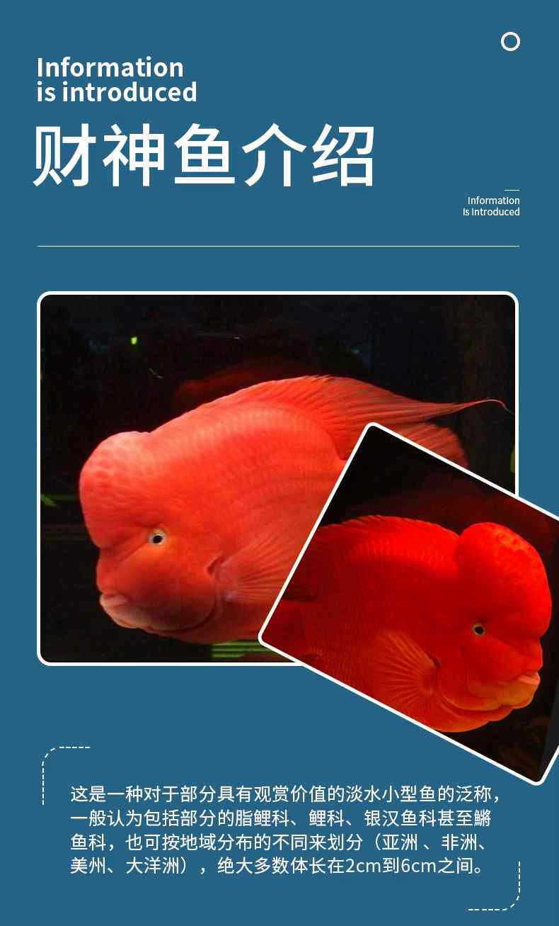 纯种红财神鱼起头元宝鹦鹉鹦鹉鱼发财鱼活体中大型热带观赏鱼起头