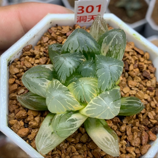 301号紫镜玉露锦带侧芽根子多肉植物