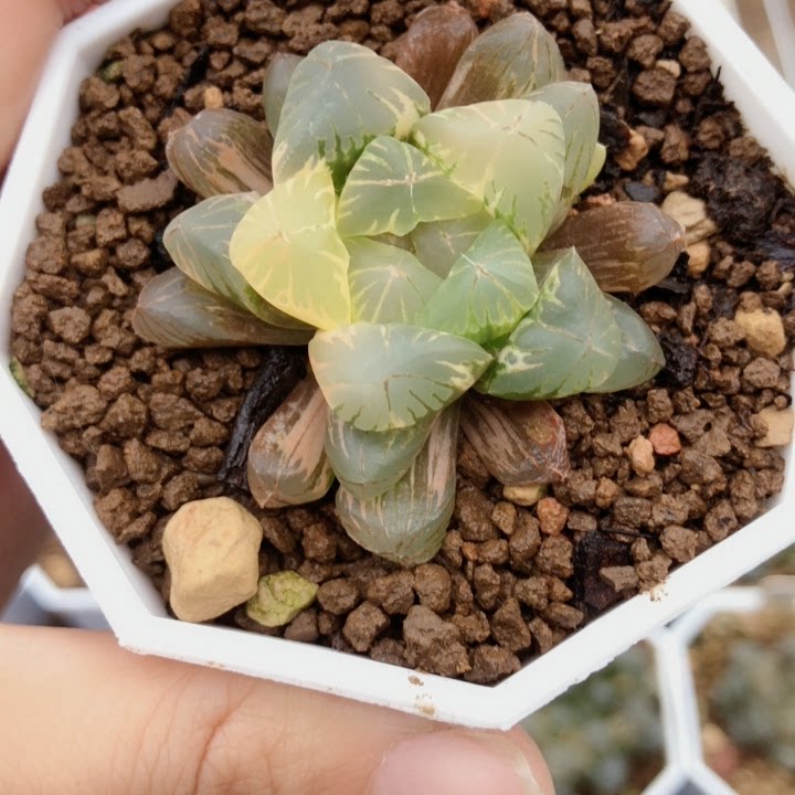 68ob玉露锦一物一拍9cm盆根系好侧芽锦好