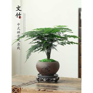 高端文竹盆栽植物室内水培花卉盆景客厅办公桌面绿植云竹四季常青