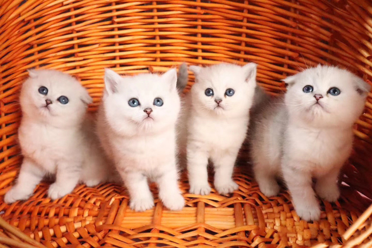 英短领养银渐层猫咪免费银点渐层蓝猫蓝白英短美短纯种