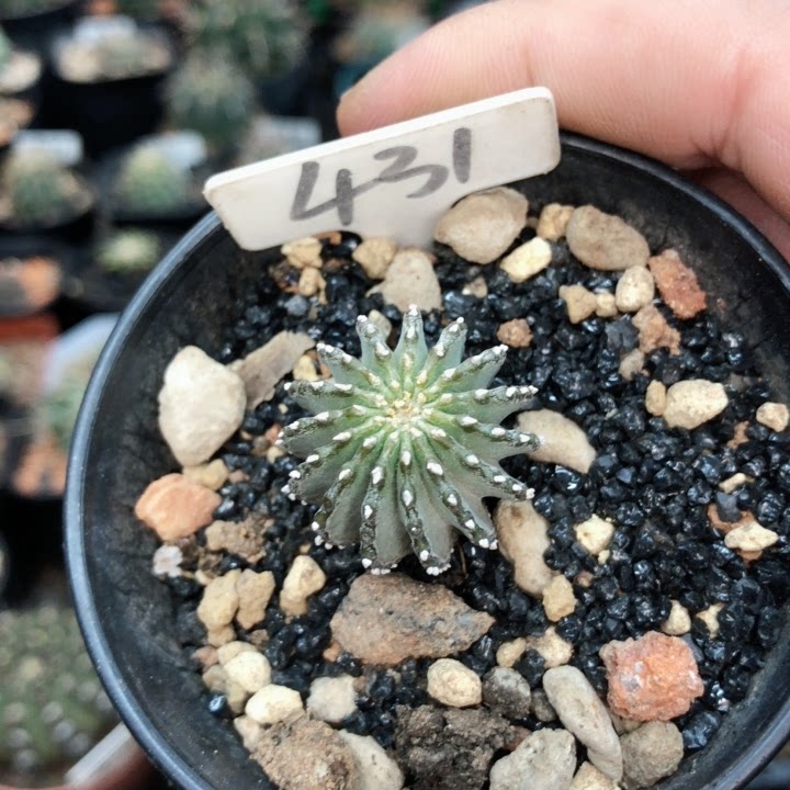 薄叶花笼实生多肉植物