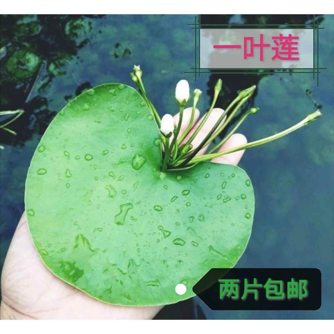 一叶莲水草水生花卉水培植物鱼池四季开花鱼缸浮生莲花2片包邮