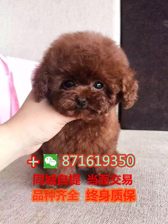 泰迪泰迪幼犬小体泰迪茶杯犬灰泰迪幼犬比熊博美俊介幼犬雪纳瑞迷