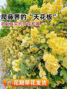 速发现货【花期带花】木香花爬藤四季开花庭院耐寒植物白木香红木