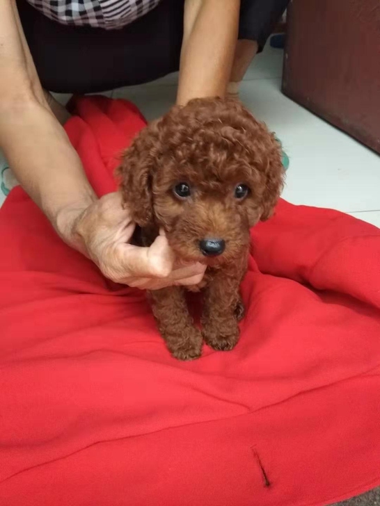 出售泰迪幼犬