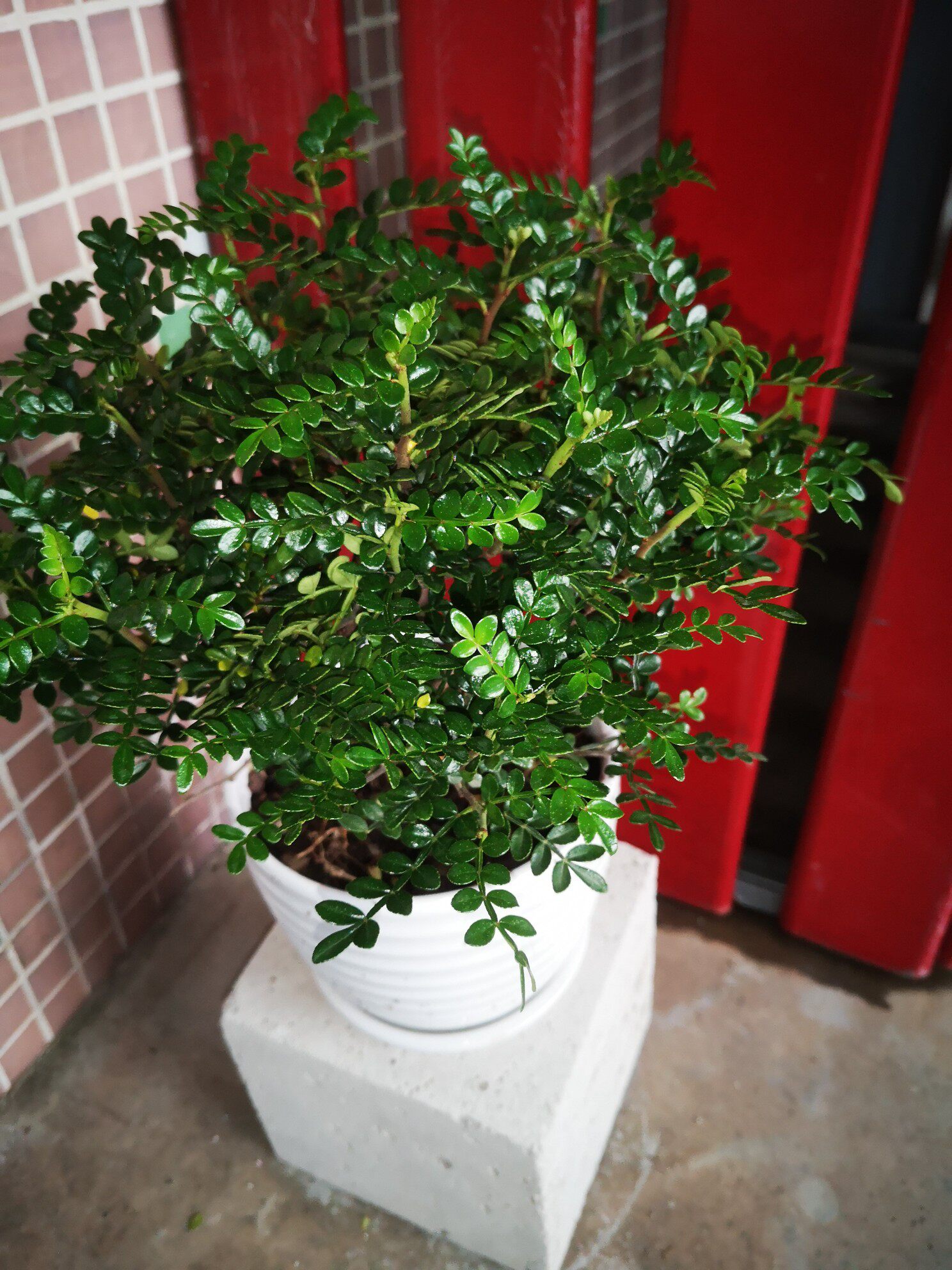 防驱蚊草植物室内四季好养花卉小绿植盆景