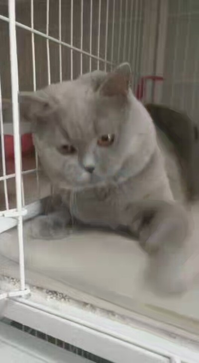 英短纯蓝，蓝白幼猫出售，血统种公对外借配！