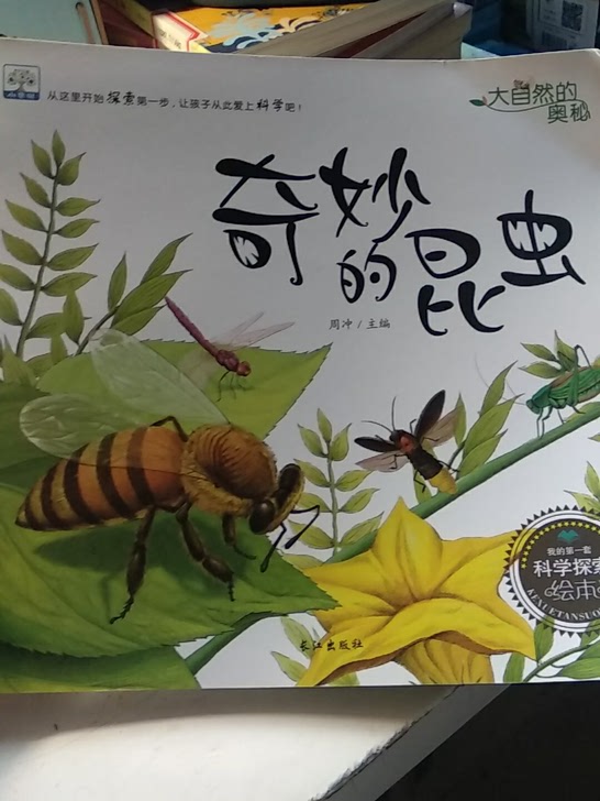 儿童绘本《奇妙的昆虫》