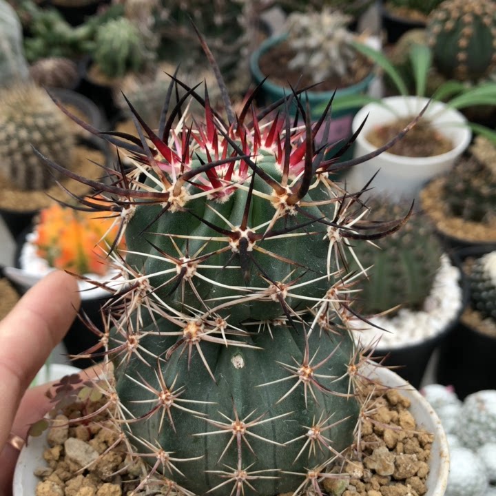 仙人球豪刺幻虾仙人球实生