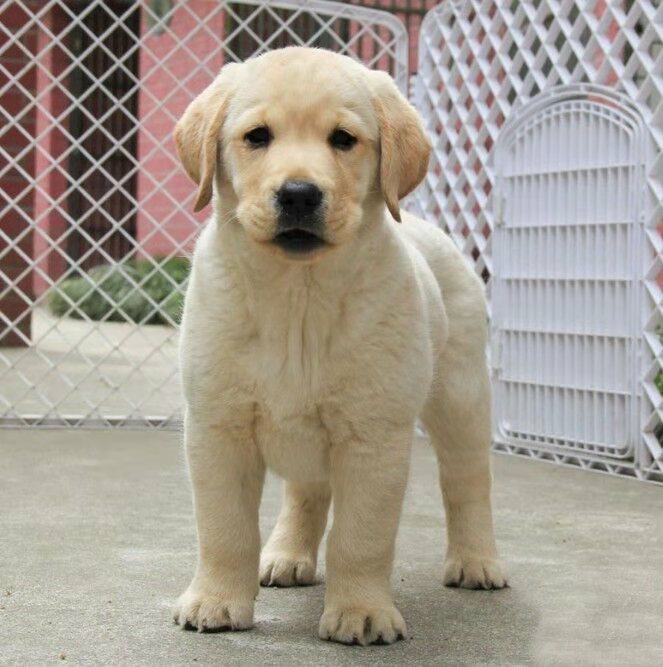 纯种家养拉布拉多幼犬神犬小七拉布拉多幼犬活体宠物狗家养纯种