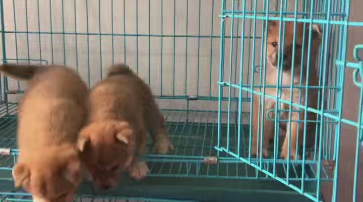 出售日本柴犬纯种幼犬活体宠物狗狗家庭犬小型黑色柴犬幼崽家养狗