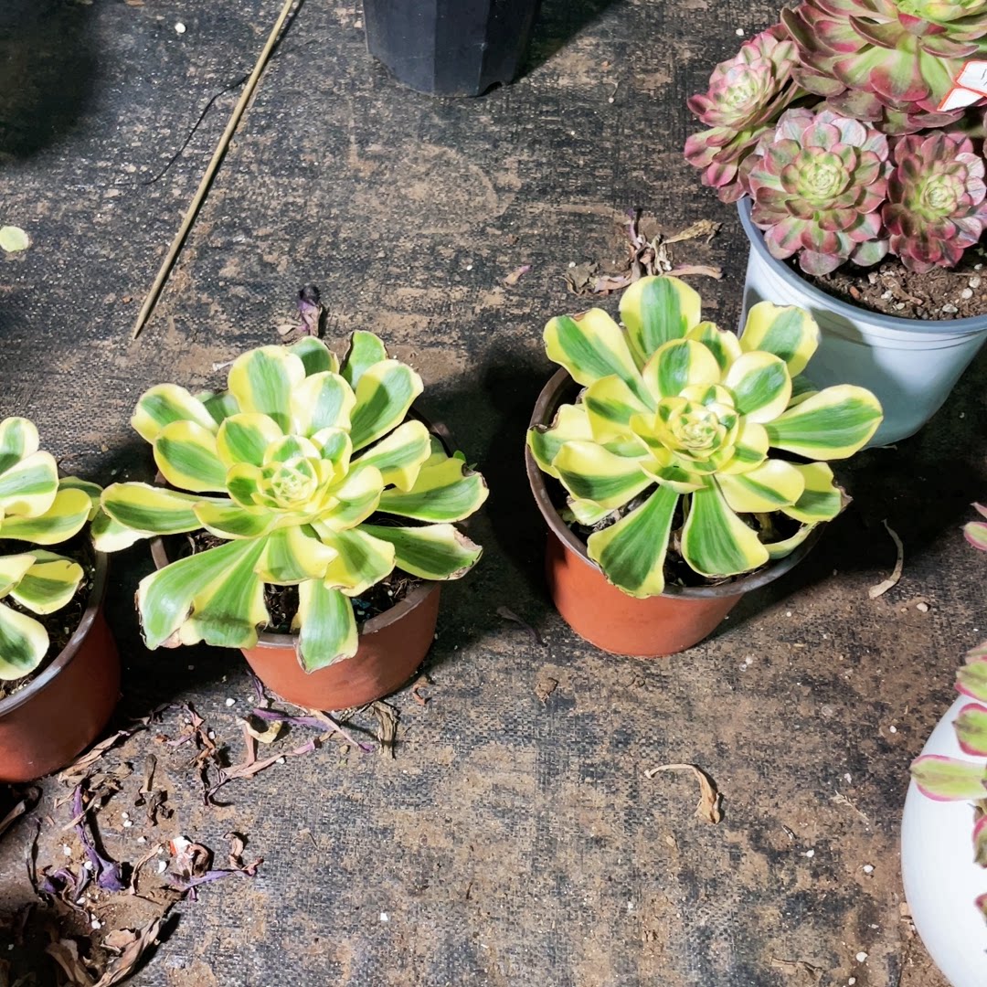 云南法师锦清君美丽锦2颗多肉植物