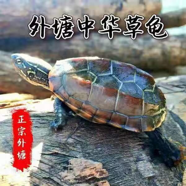 中华草龟