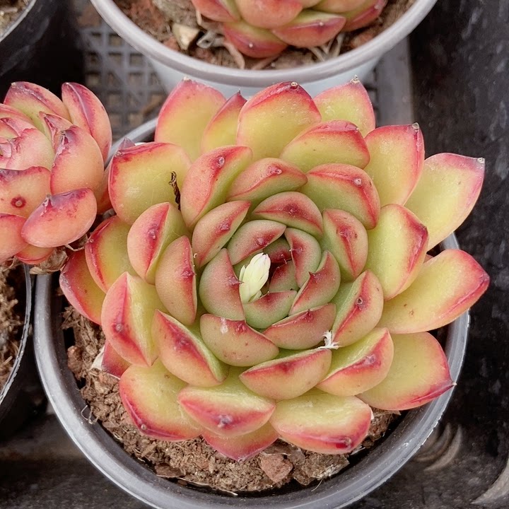 仙人球多肉专场宝丽斯15秒杀