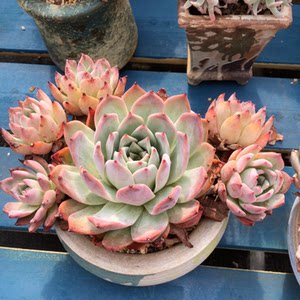 布兰迪多肉图片