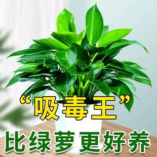 速发现货新装修房子去味除甲醛吸收的室内绿植物异味乔迁净化空气