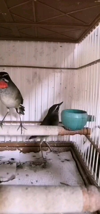 颠颏鸟笼，喜欢的喊我，随时更新