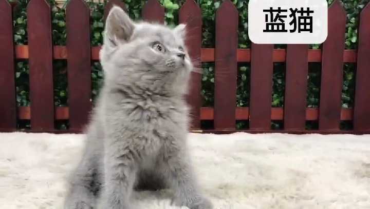 蓝猫