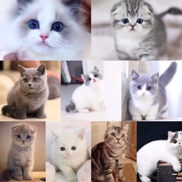 蓝猫幼崽纯种蓝白猫活体猫宠物猫折耳猫英短猫美短猫布偶猫渐层猫