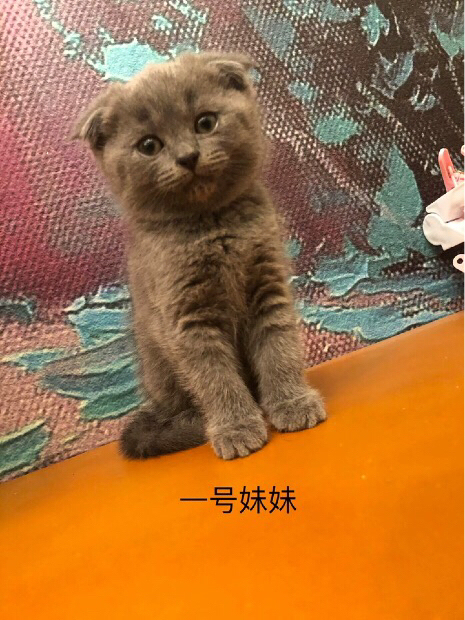 英短蓝猫宝宝红包价了！！！