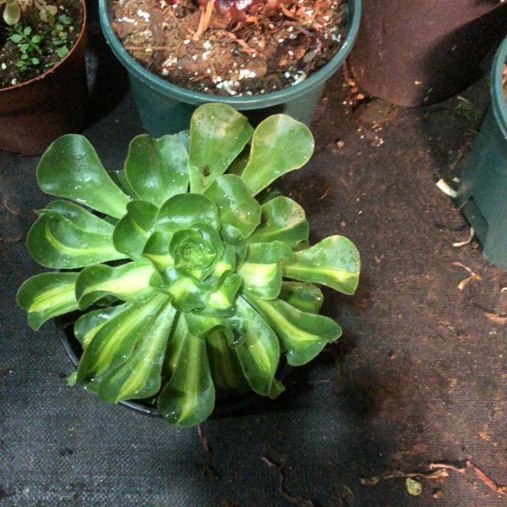 云南法师锦可寄养君美美丽中斑暴君多肉植物