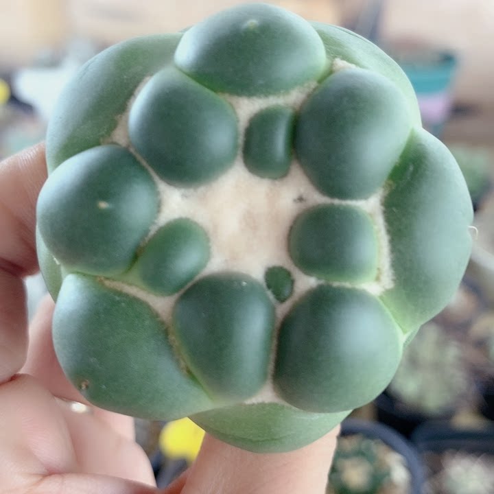 无刺象牙多肉植物