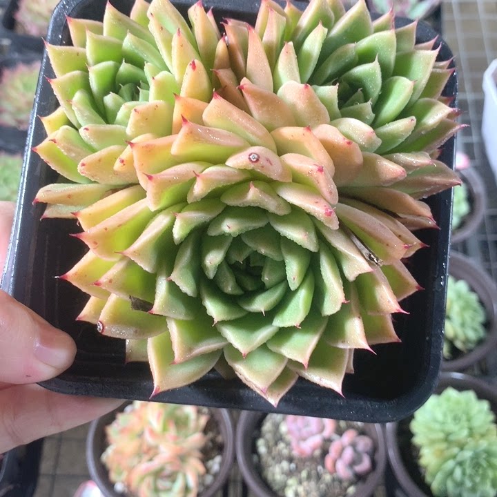 青椒东云多肉植物