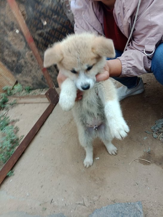 秋田幼犬公