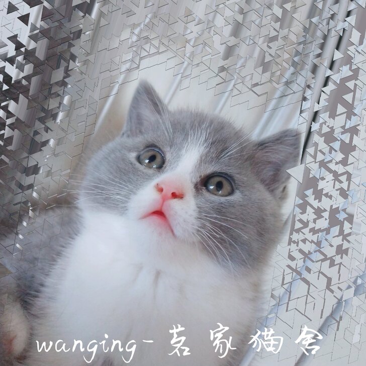 英短蓝猫，蓝白，折耳，找家长