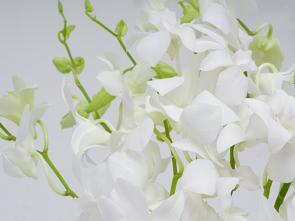 3.14泰国特色高档进口鲜花泰兰石斛兰 白色 花材
