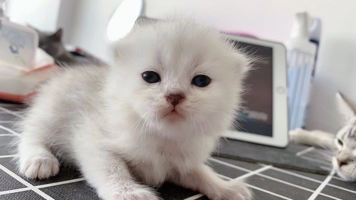 渐层猫猫接预定，两公两母8.15生日