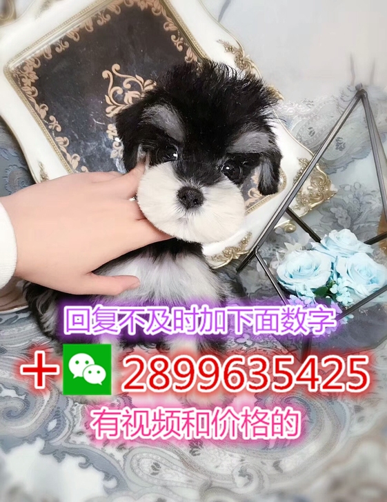 椒盐雪纳瑞雪纳瑞犬雪纳瑞幼犬小型犬比熊博美俊介约克夏宠物狗