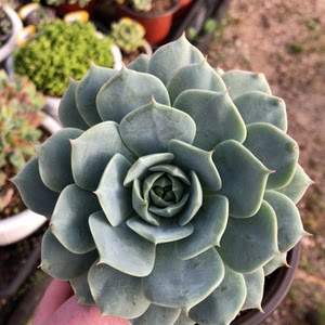 蓝巴黎多肉植物图片