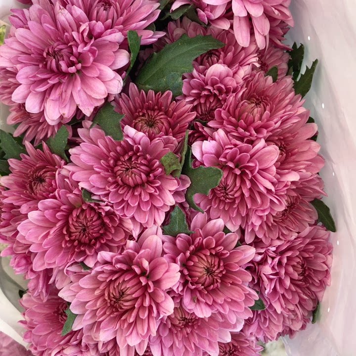 肉粉色小雏菊1把10支,普通地区任意2个订单起包邮