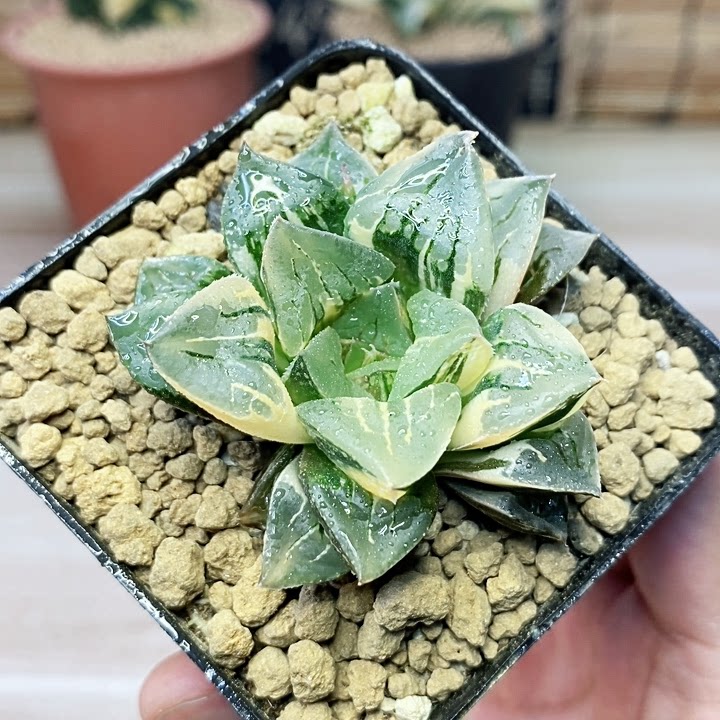 摩迪卡寿锦精品十二卷上上架多肉植物
