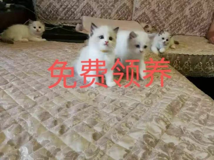 领养猫咪金吉拉幼猫免费纯种幼猫长毛猫宠物猫活领养猫咪金吉