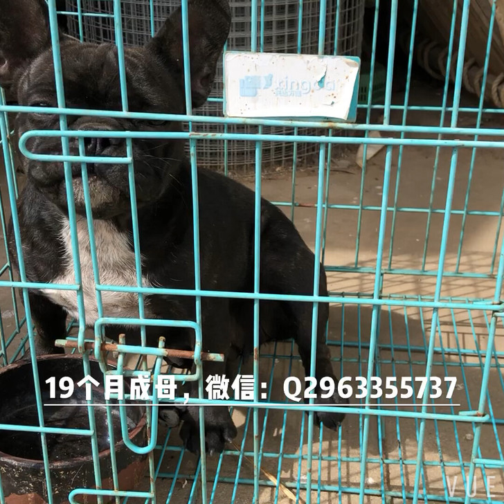 法国斗牛犬黑虎斑成母