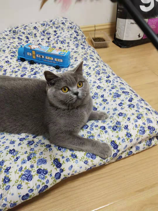 家养英短蓝猫接受预定，10月底出窝，猫爸借配的正八蓝白，品相