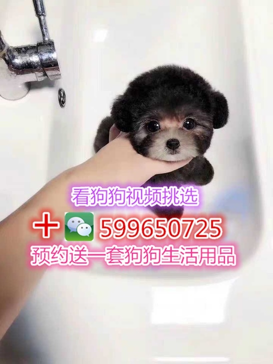 泰迪泰迪犬灰色泰迪幼犬茶杯泰迪小体泰迪宠物狗哈多利博