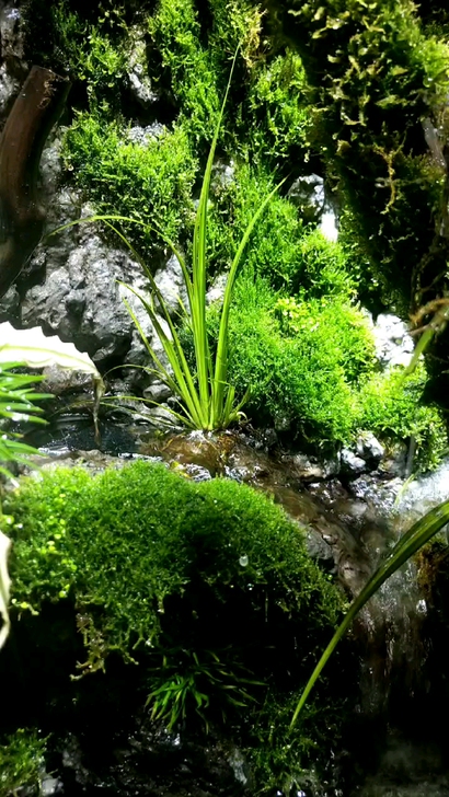 呼和浩特市上门造景雨林生态缸雨林景