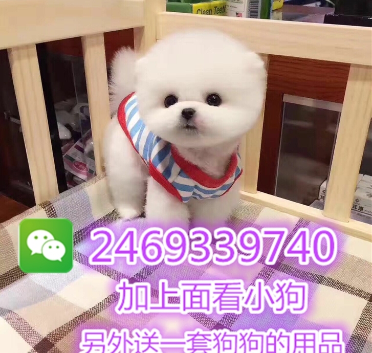 博美博美幼犬拉布拉多法斗雪纳瑞约克夏金毛柯基泰迪比熊柴犬