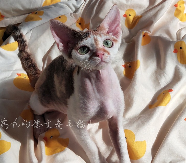 三花德文卷毛猫妹妹可预定