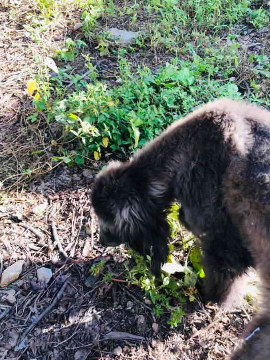 阿富汗猎犬小母出售，可换斯芬克斯猫