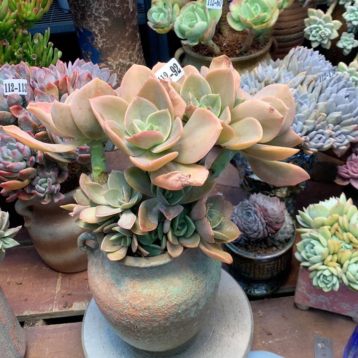 云南添彩多肉112-92赫氏